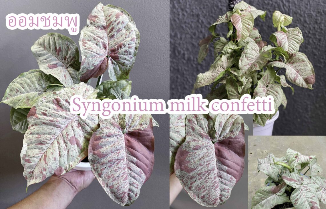 Syngonium Milk Confetti