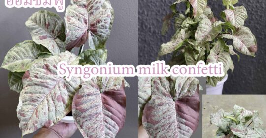 Syngonium Milk Confetti