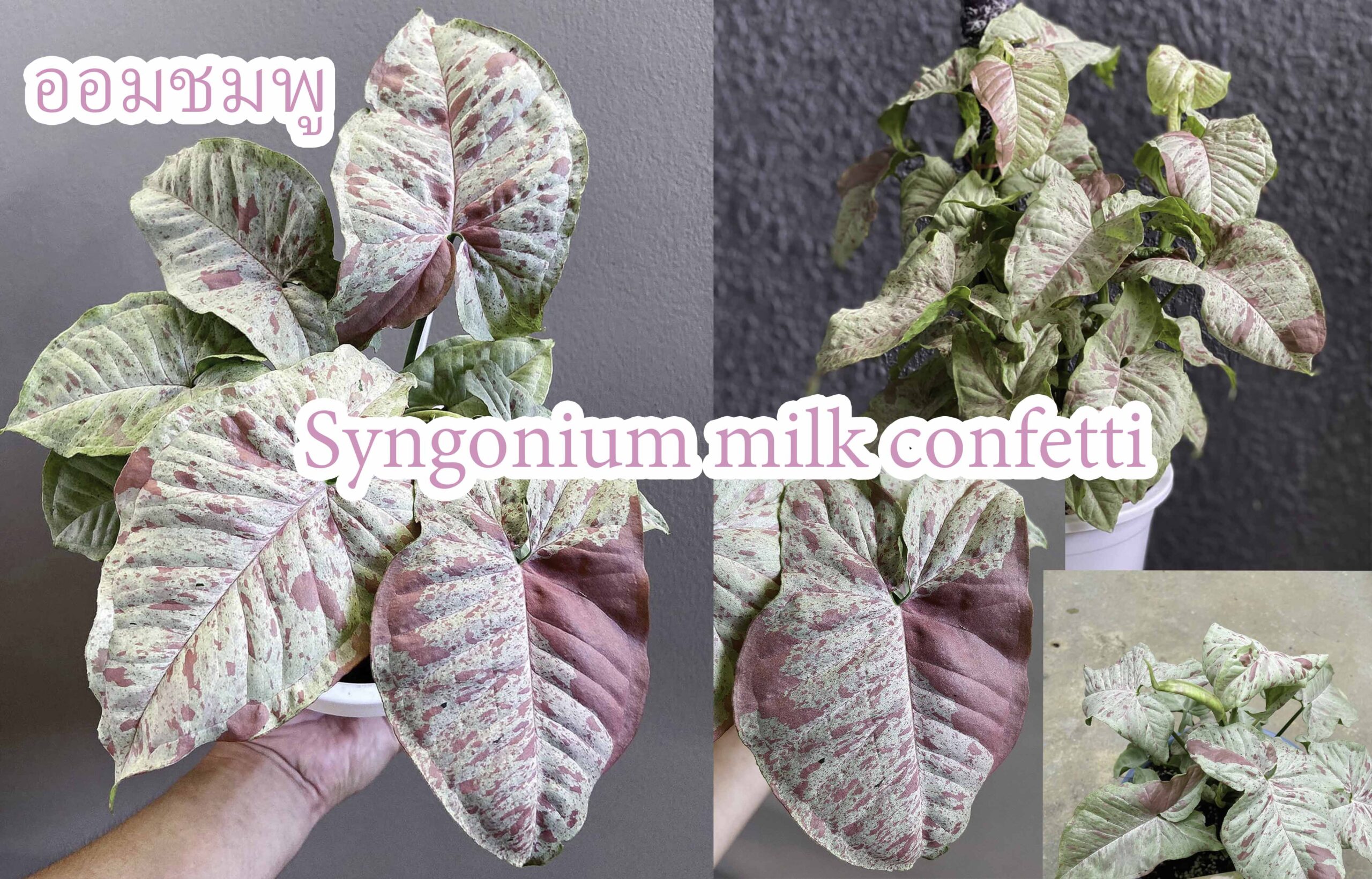 Syngonium milk confetti ออมชมพูมิลค์ เด็กบ้านนอก