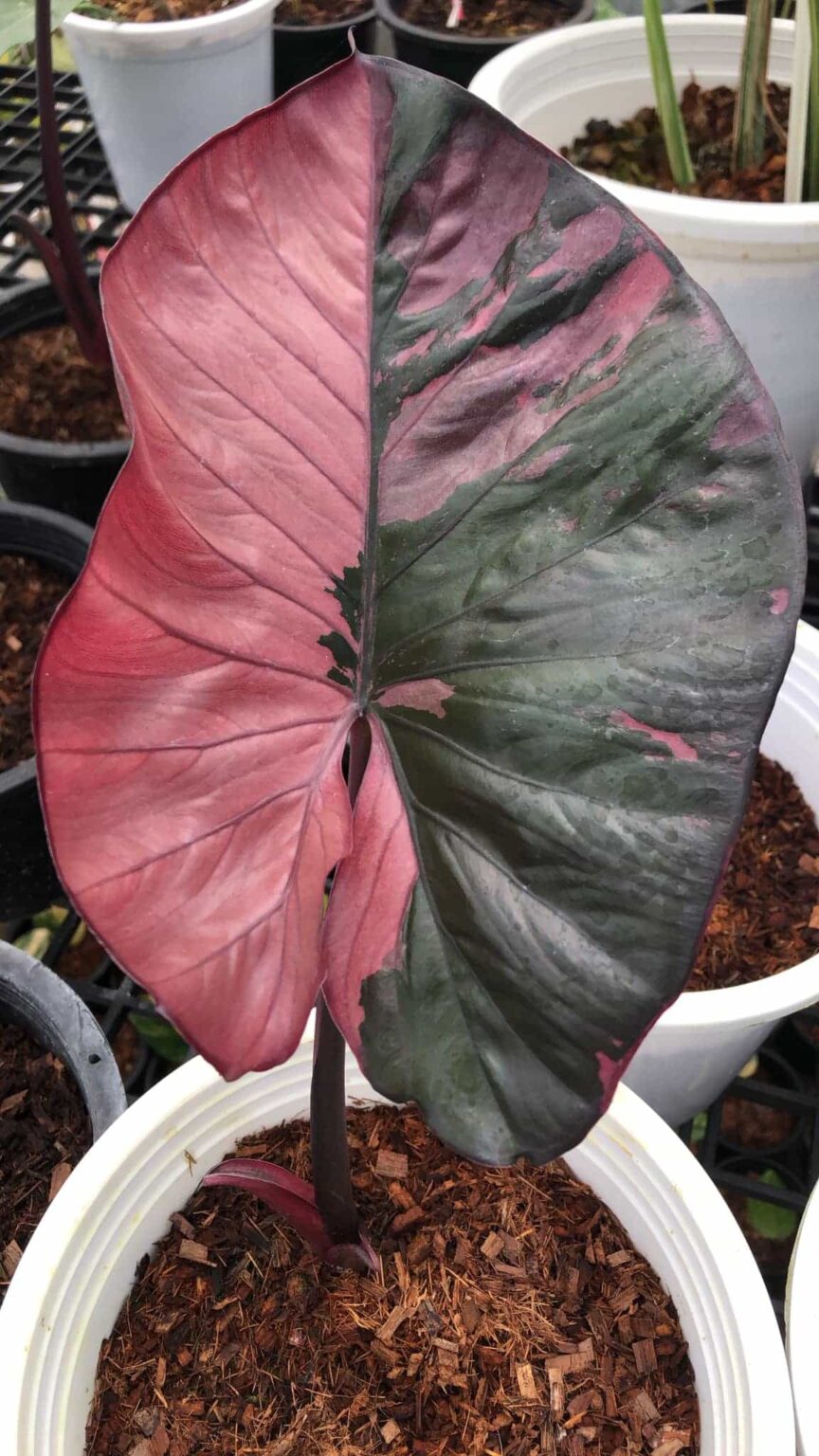 Alocasia Serendipity variegated Pink
