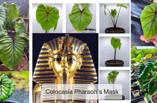 โคโลคาเซียหน้ากากฟาโรห์ (Colocasia Pharaoh’s Mask)